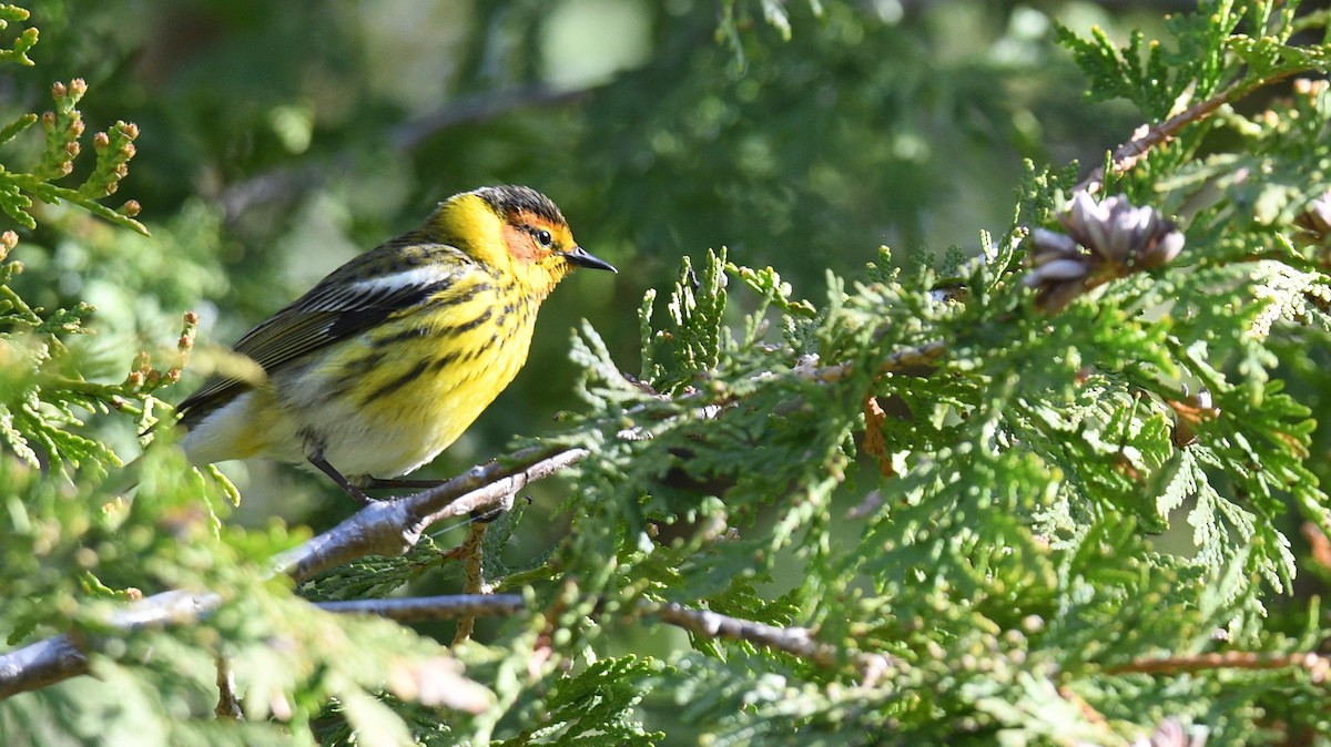 Cape May Warbler - ML618575496