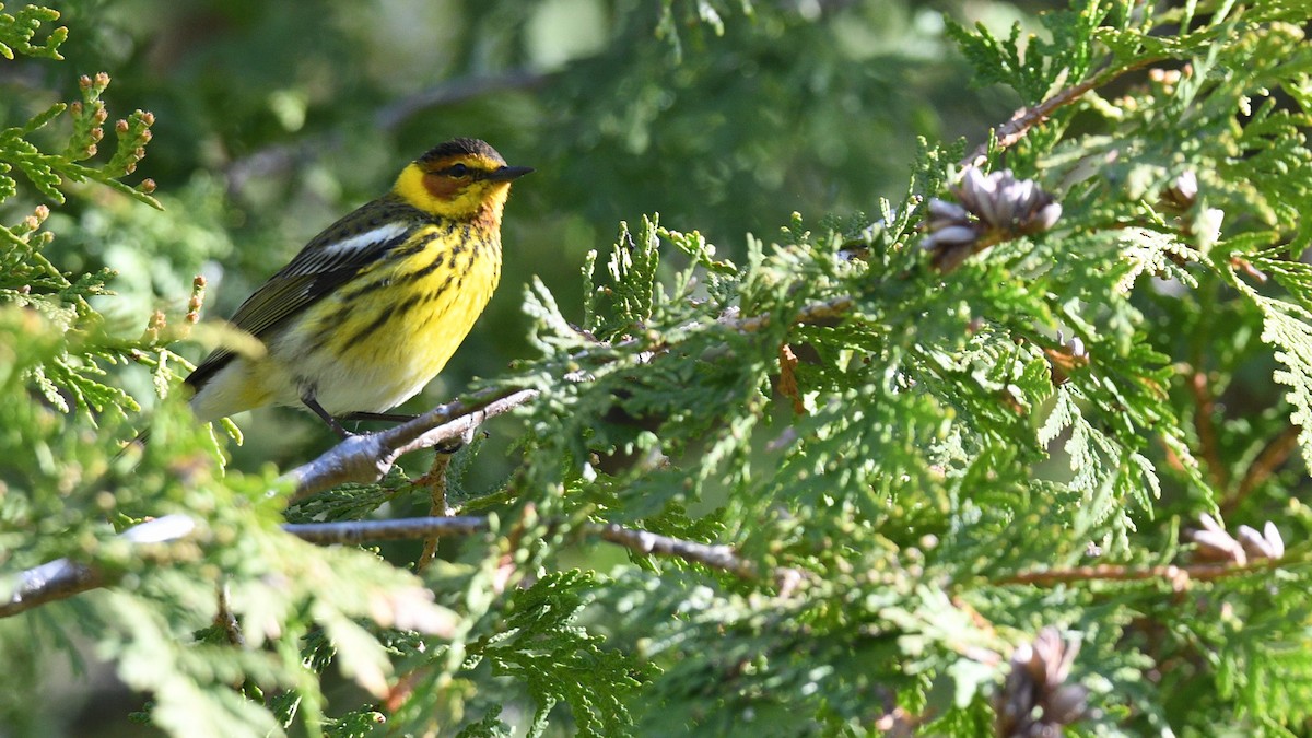 Cape May Warbler - ML618575497