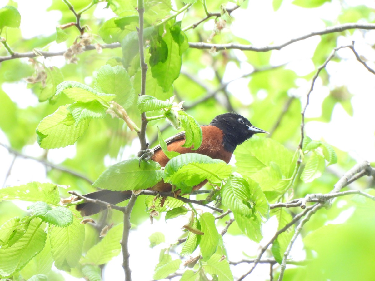 Orchard Oriole - ML618575498