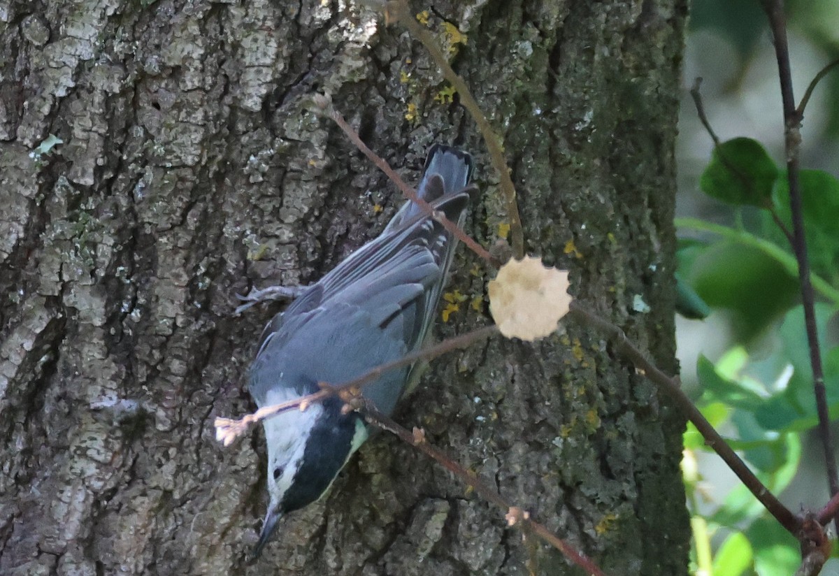 White-breasted Nuthatch - ML618575539