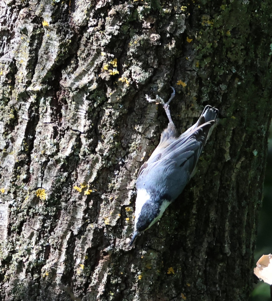 White-breasted Nuthatch - ML618575540