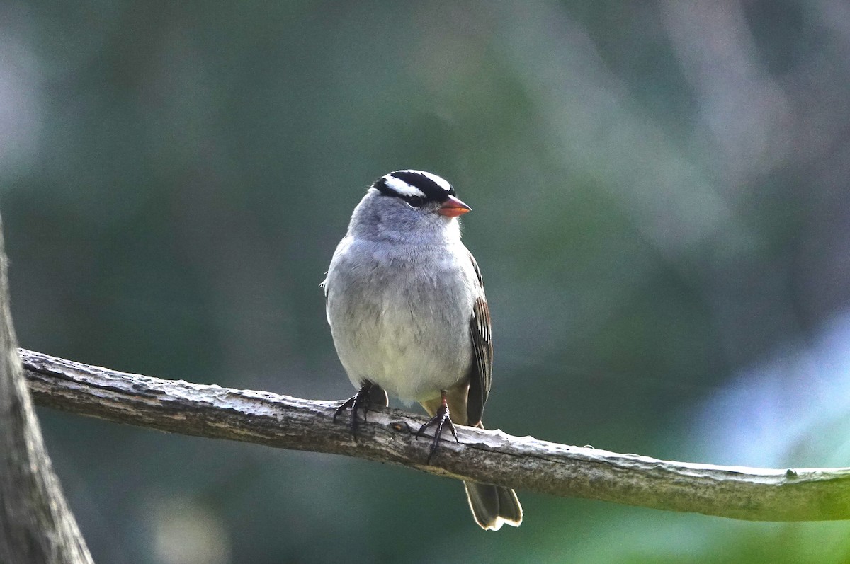 White-crowned Sparrow - ML618575543