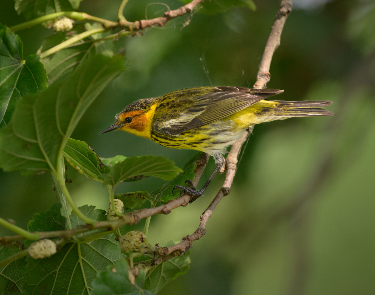 Cape May Warbler - ML618575557