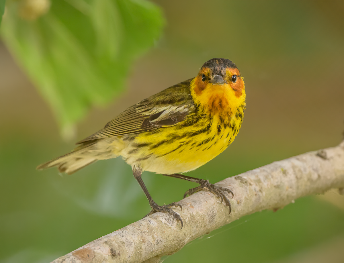 Cape May Warbler - ML618575558