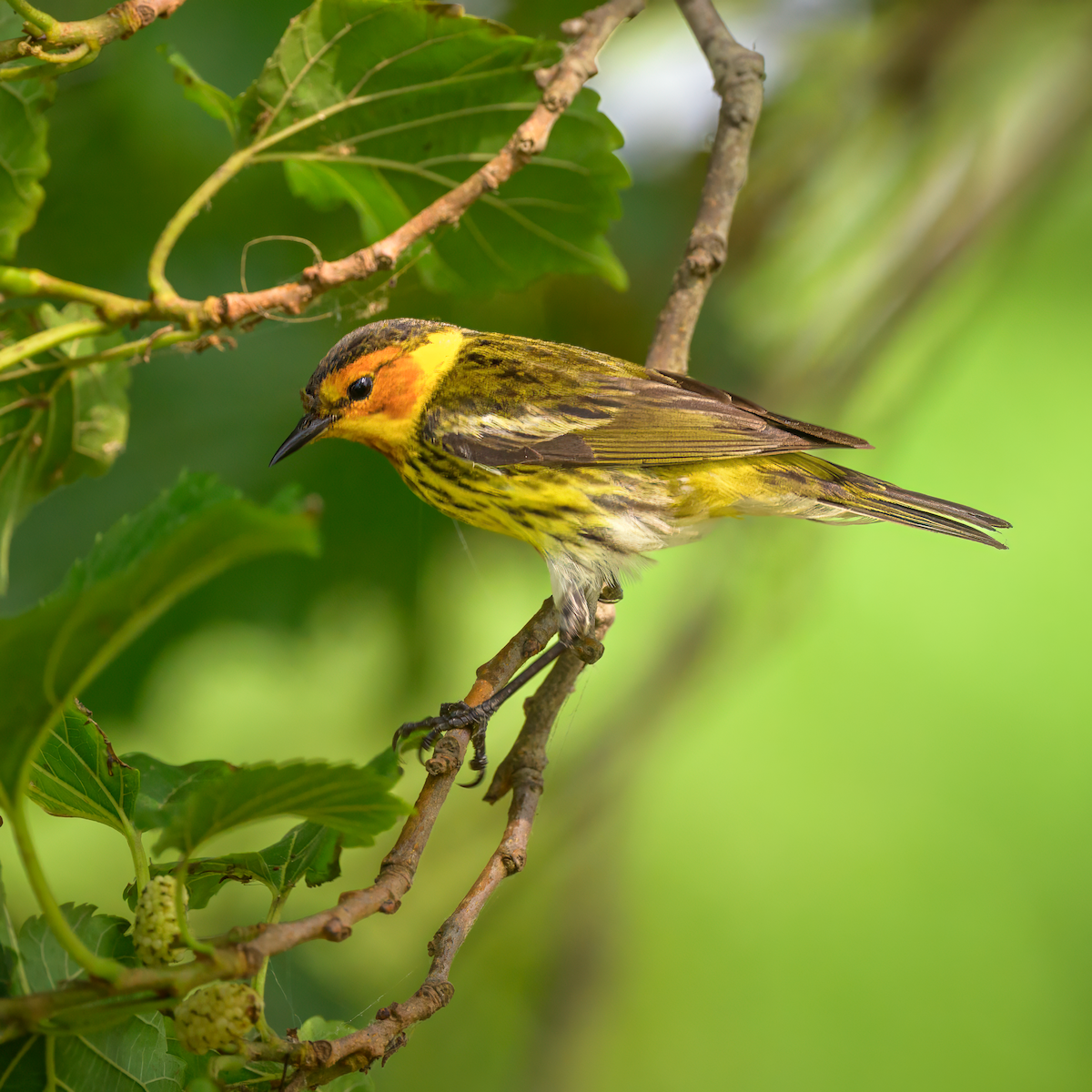 Cape May Warbler - ML618575559