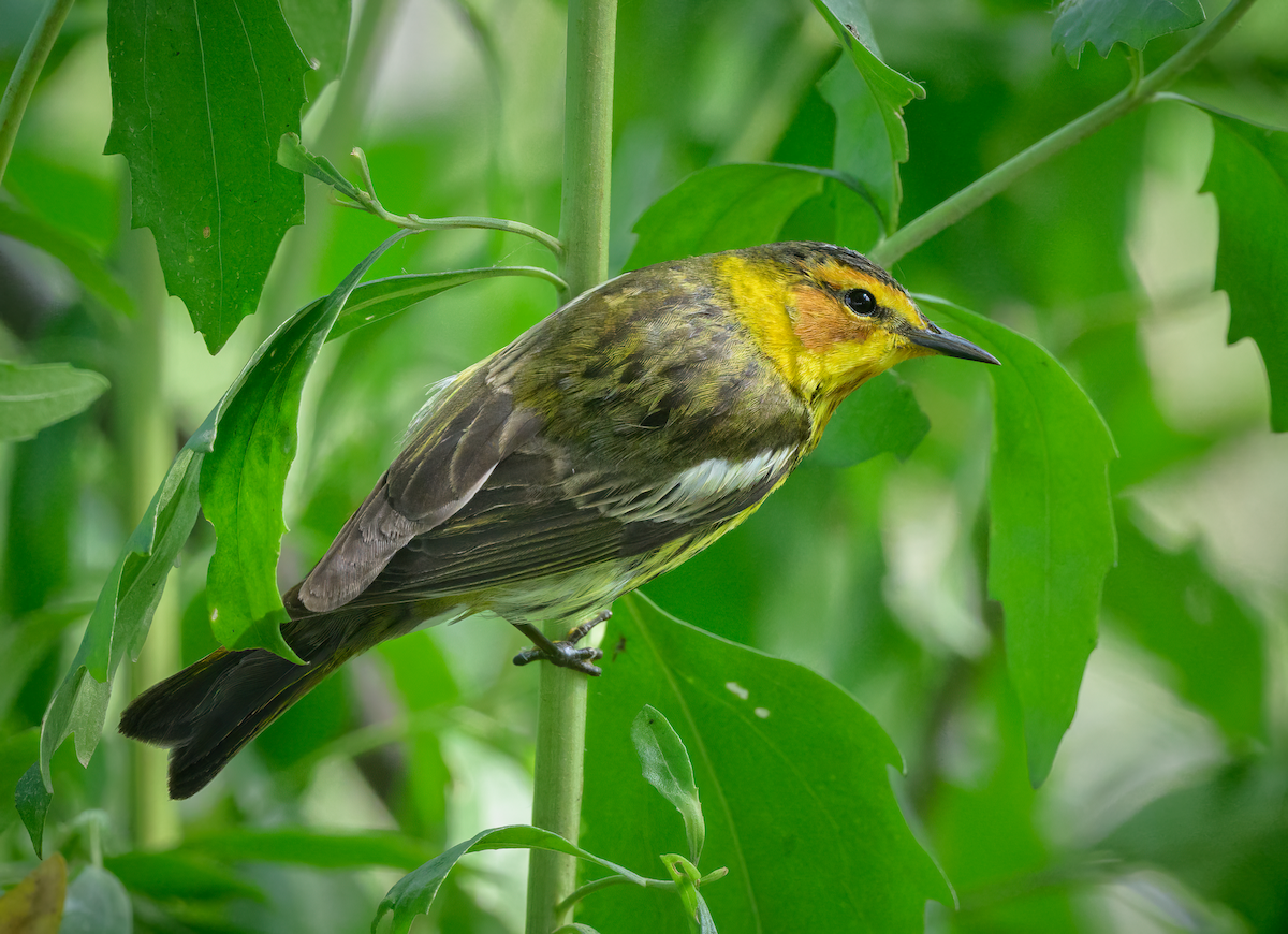 Cape May Warbler - ML618575560