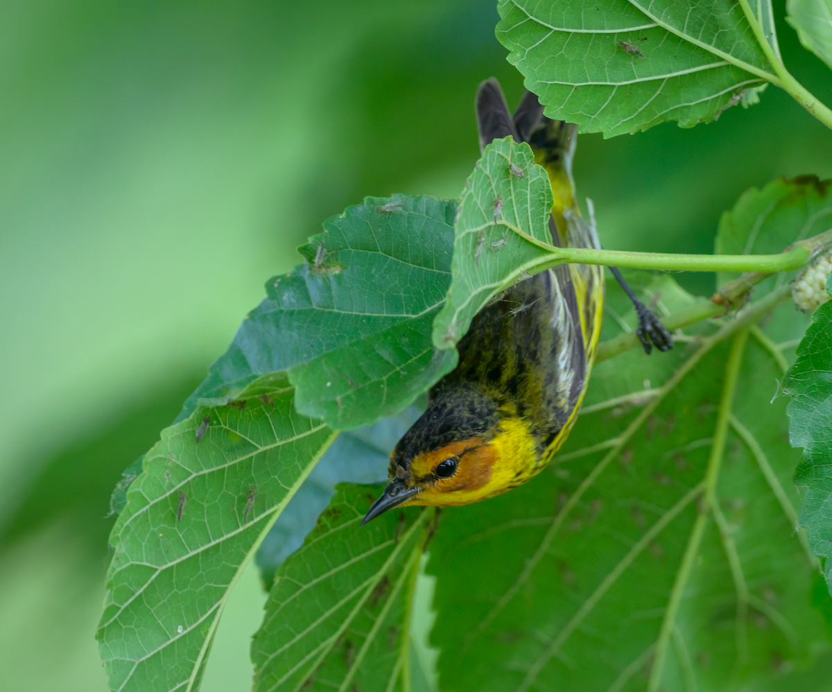 Cape May Warbler - ML618575561