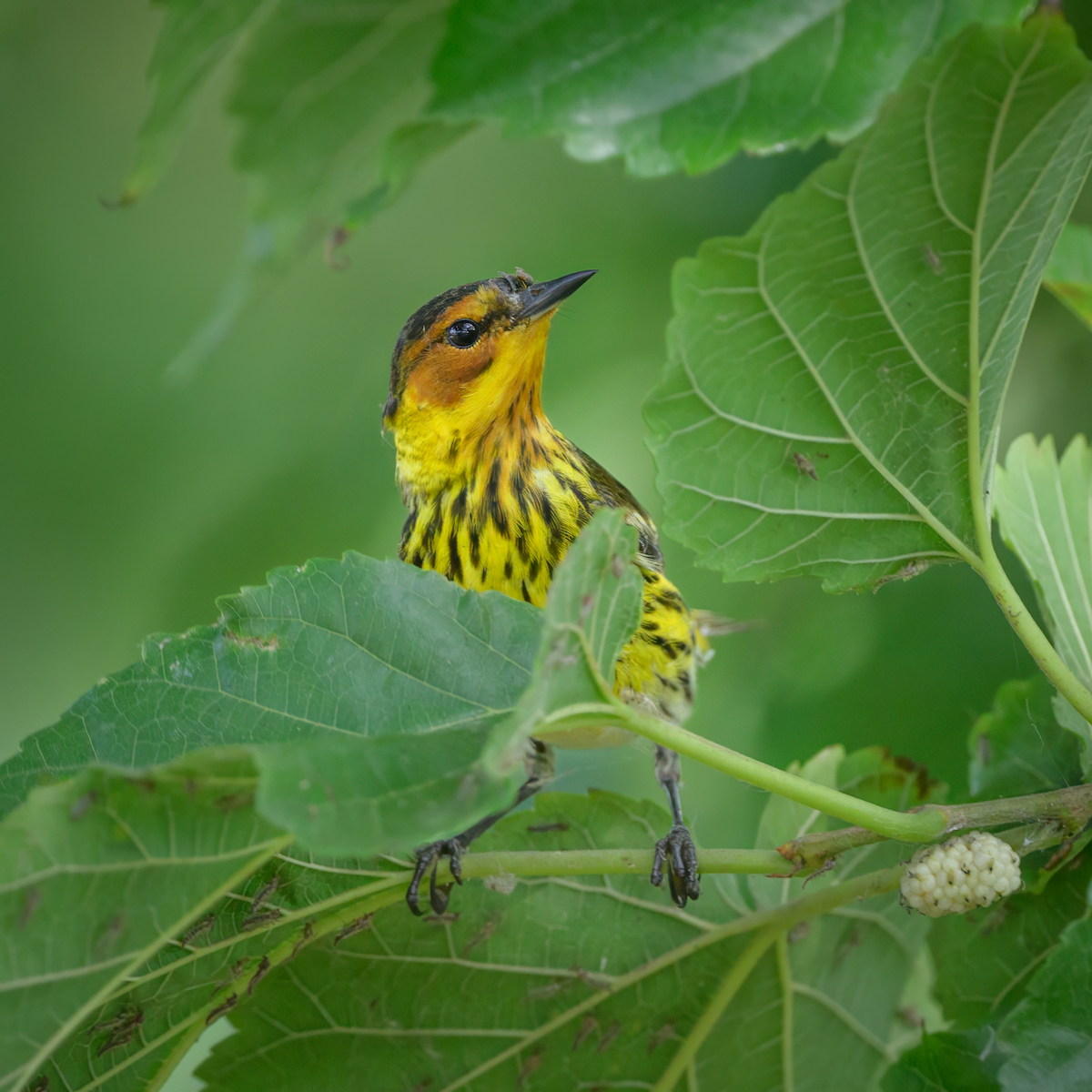 Cape May Warbler - ML618575562