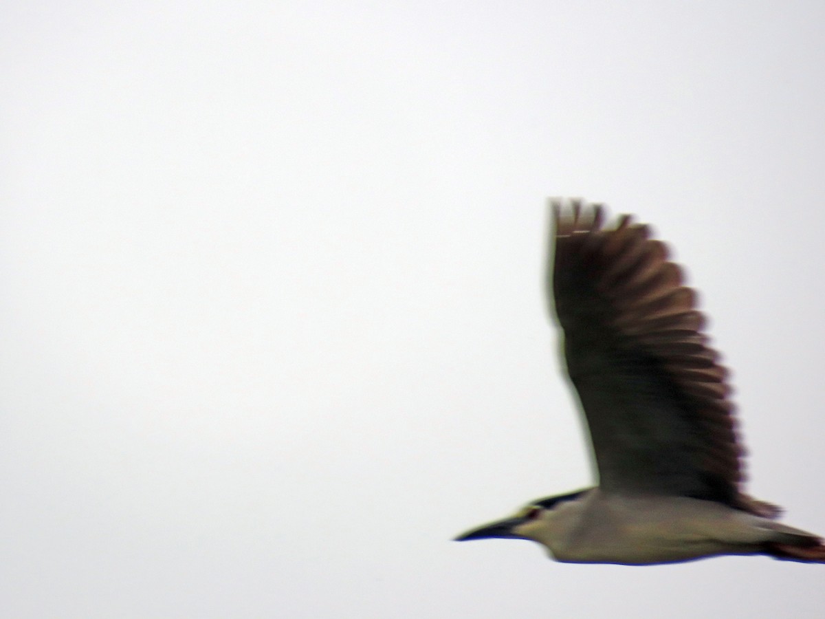 Black-crowned Night Heron - ML618575593