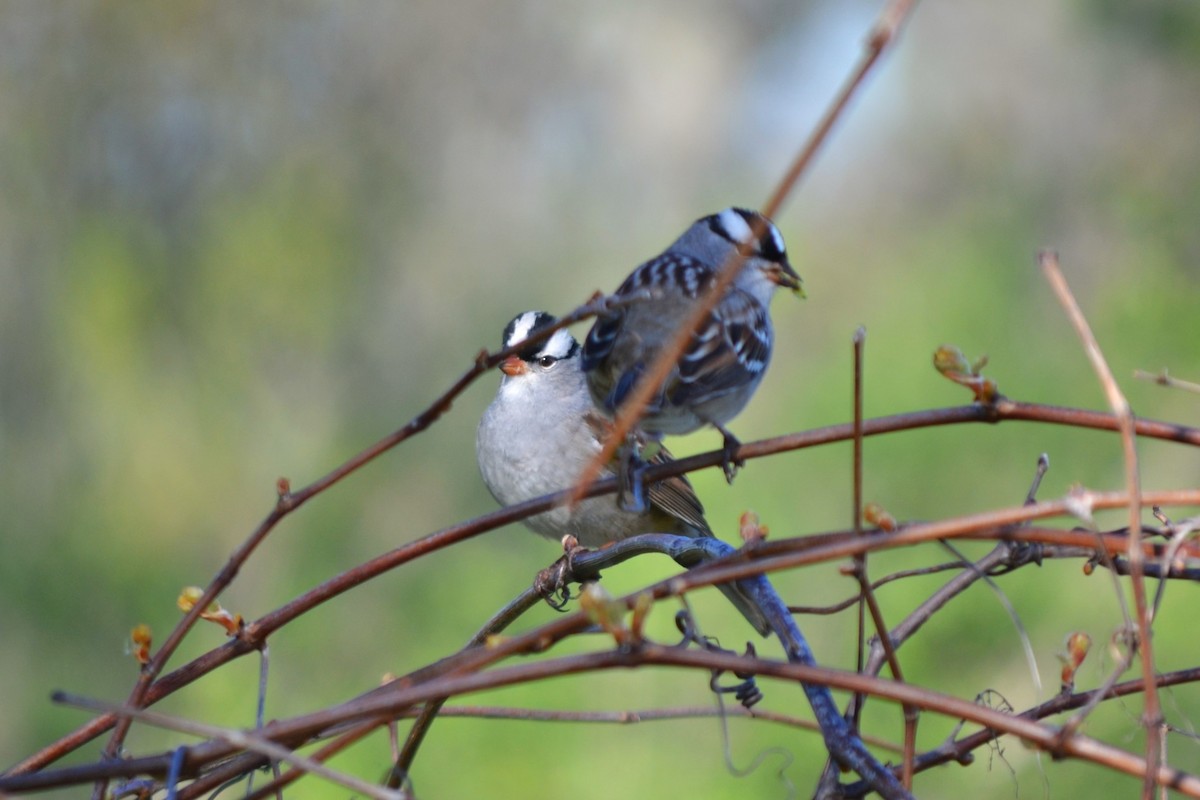 White-crowned Sparrow - ML618575602