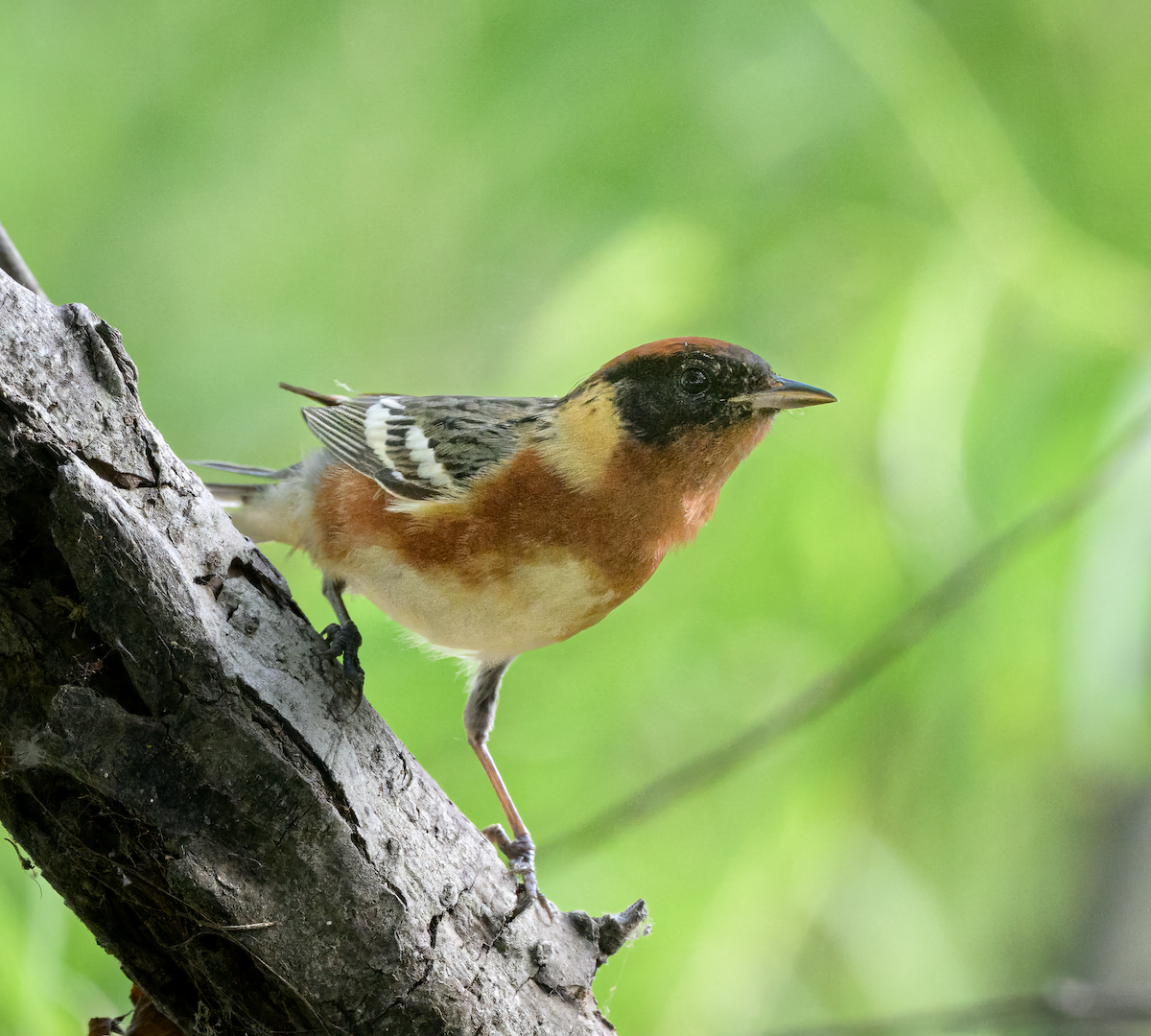 Bay-breasted Warbler - ML618575616