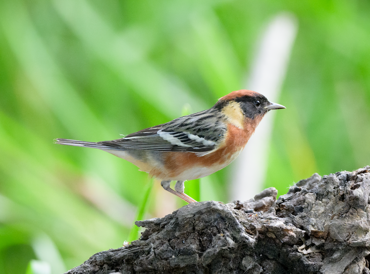 Bay-breasted Warbler - ML618575617