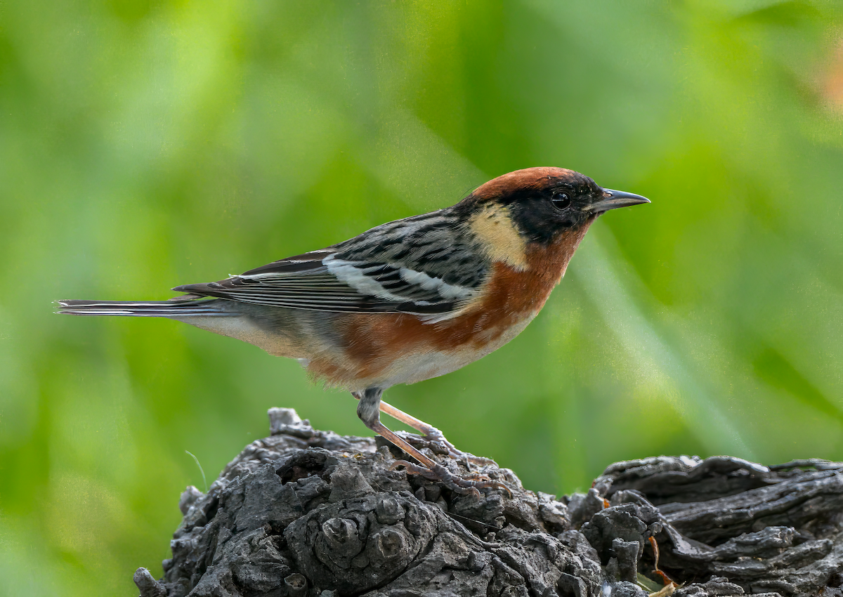 Bay-breasted Warbler - ML618575618