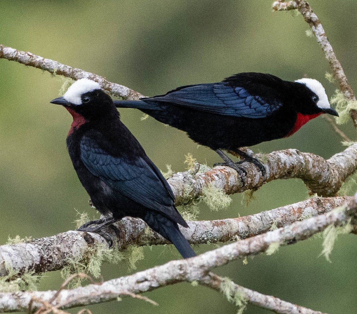 White-capped Tanager - ML618575638