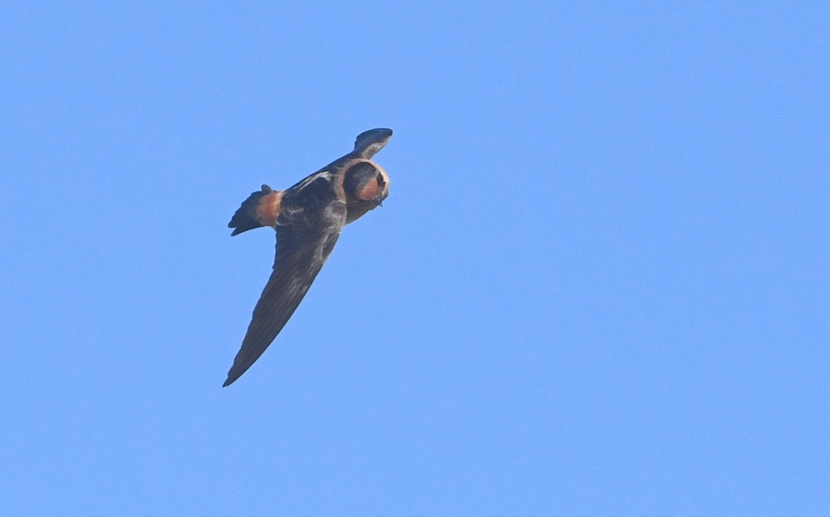 Cave Swallow - ML618575647
