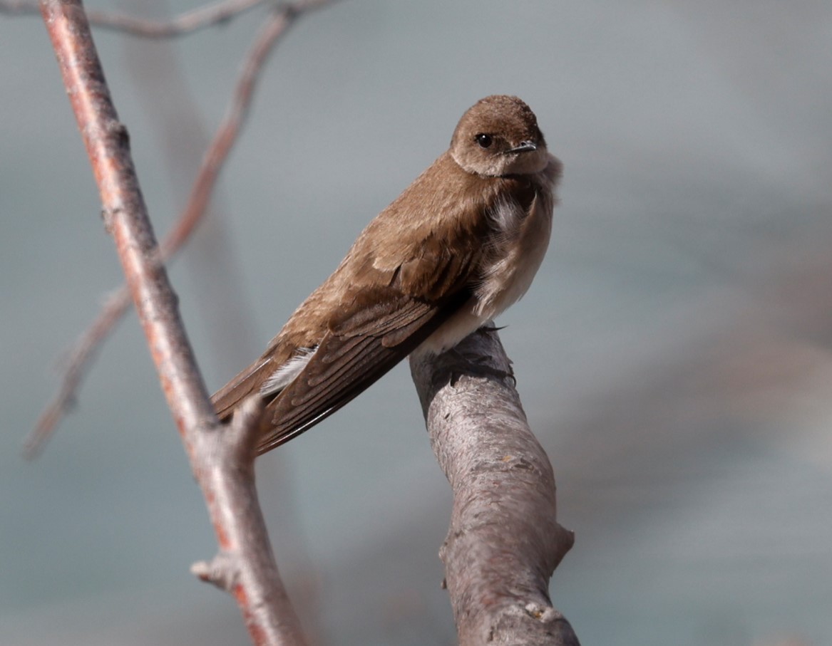 Northern Rough-winged Swallow - ML618575697