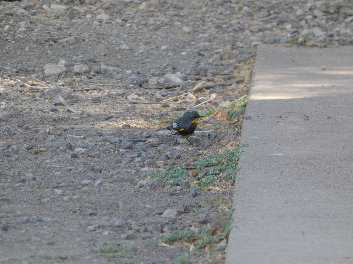 Yellow-rumped Warbler (Audubon's) - ML618575708