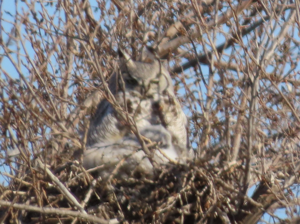 Great Horned Owl - ML618575714