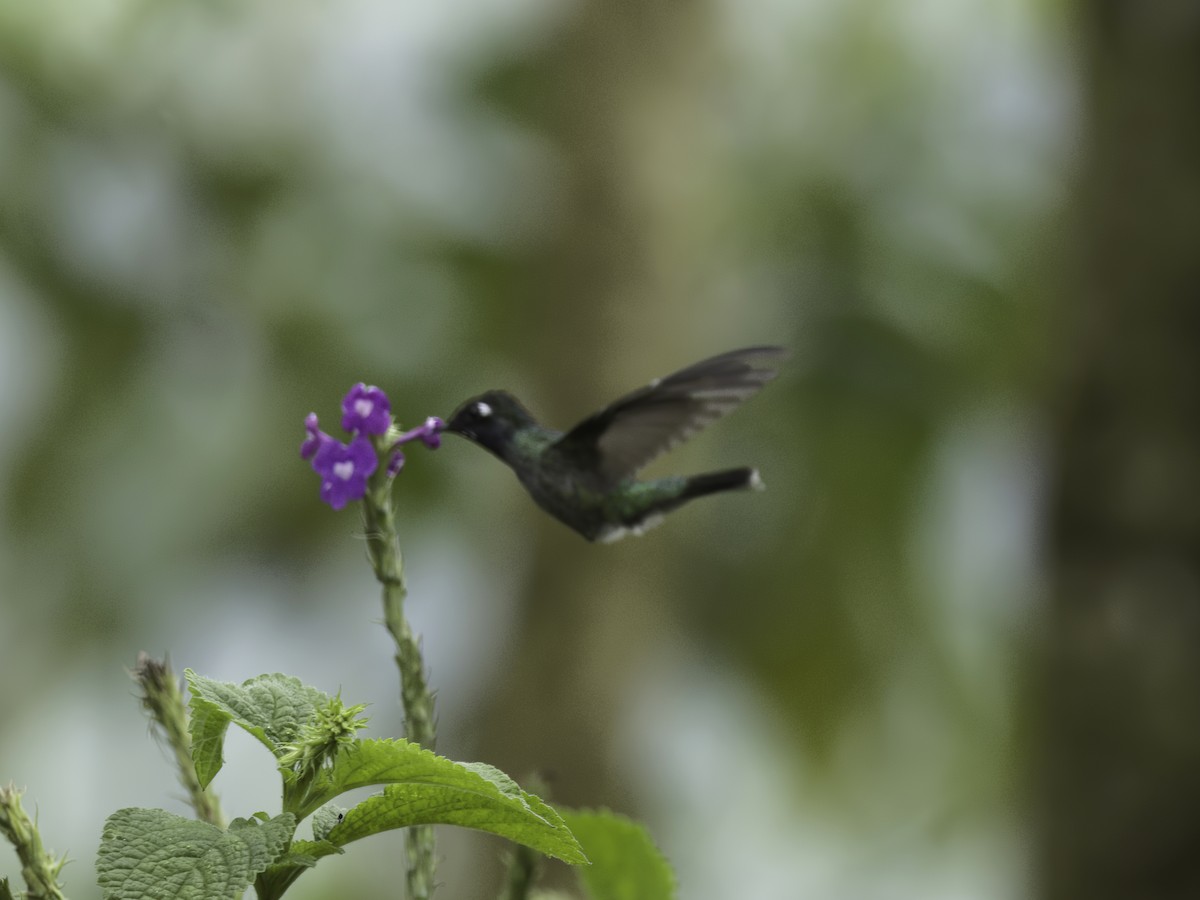 Violet-headed Hummingbird - ML618575820