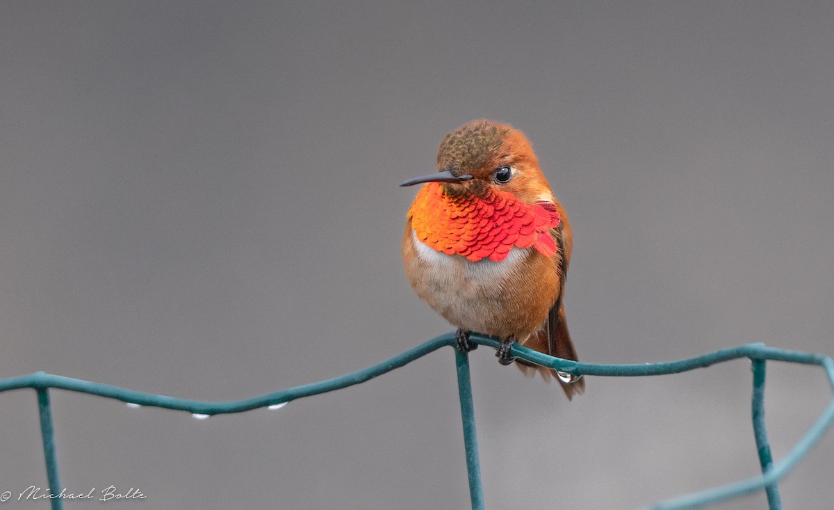 Rufous Hummingbird - ML618575832