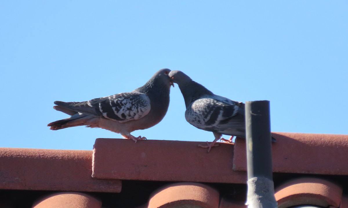 Rock Pigeon (Feral Pigeon) - ML618575844