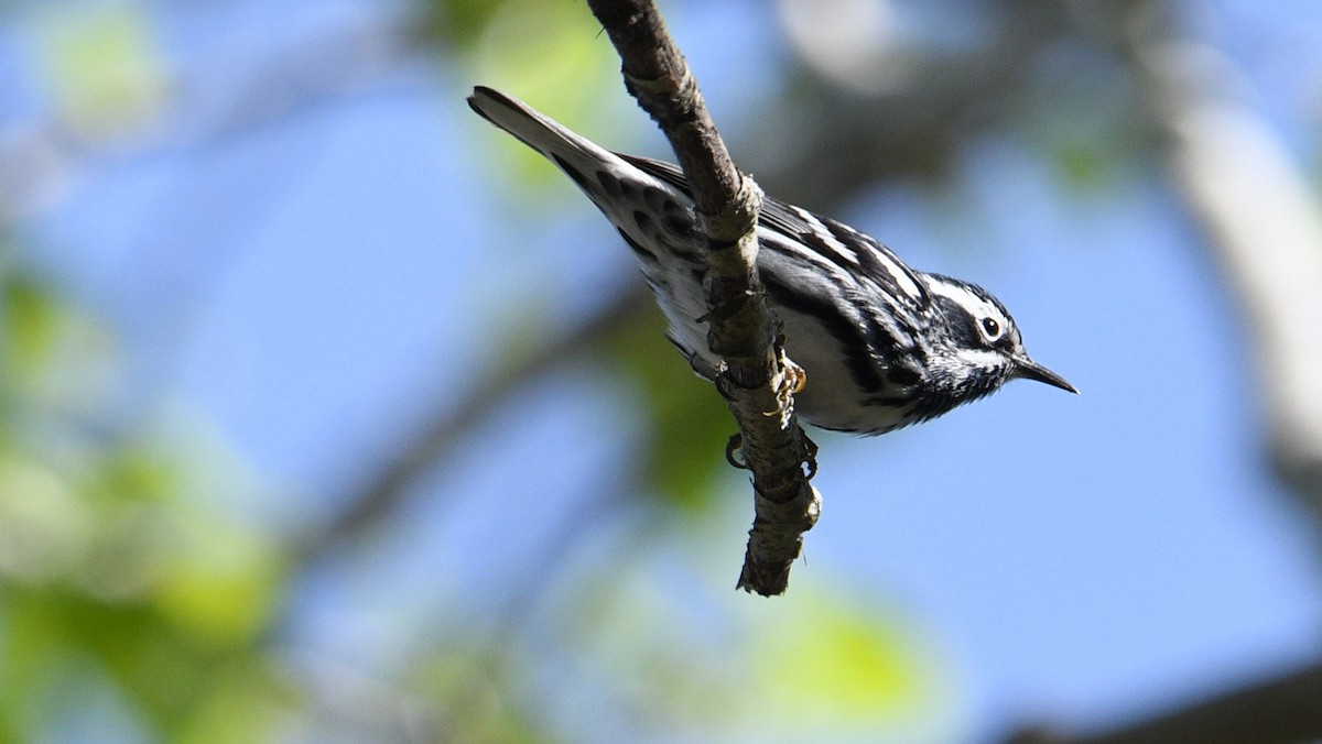 Black-and-white Warbler - ML618575850