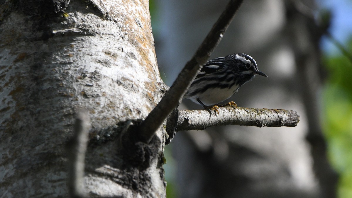 Black-and-white Warbler - ML618575852