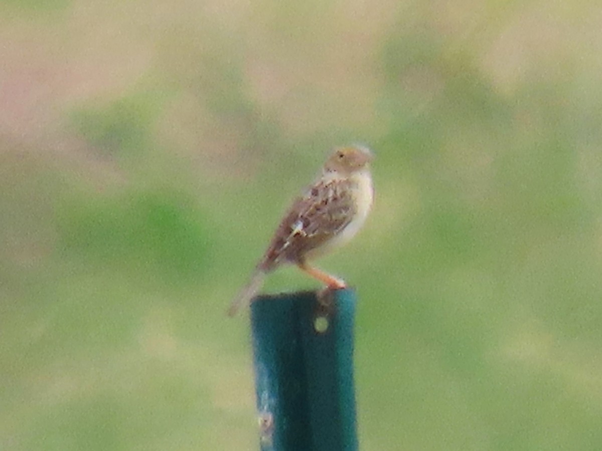 Grasshopper Sparrow - ML618575887