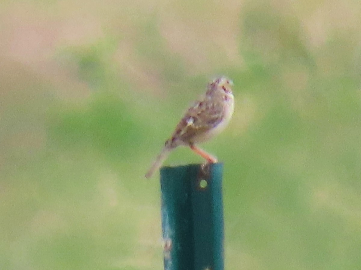 Grasshopper Sparrow - ML618575888