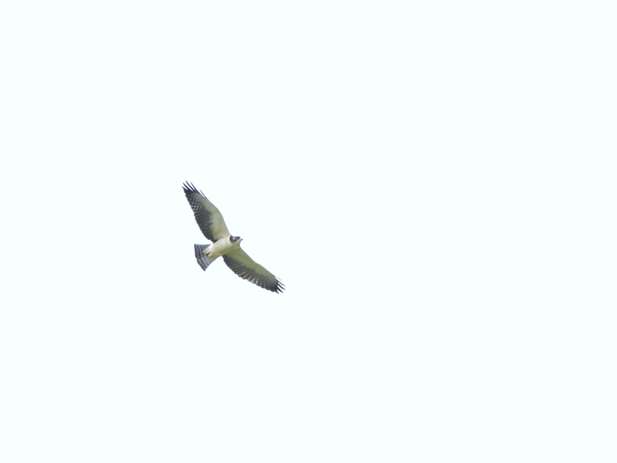 Short-tailed Hawk - ML618575916