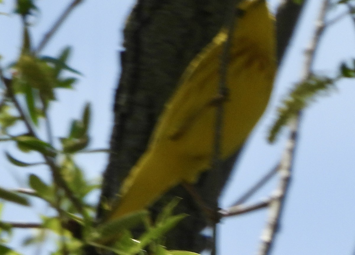 Yellow Warbler - ML618575933
