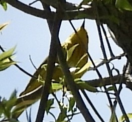 Yellow Warbler - ML618575934