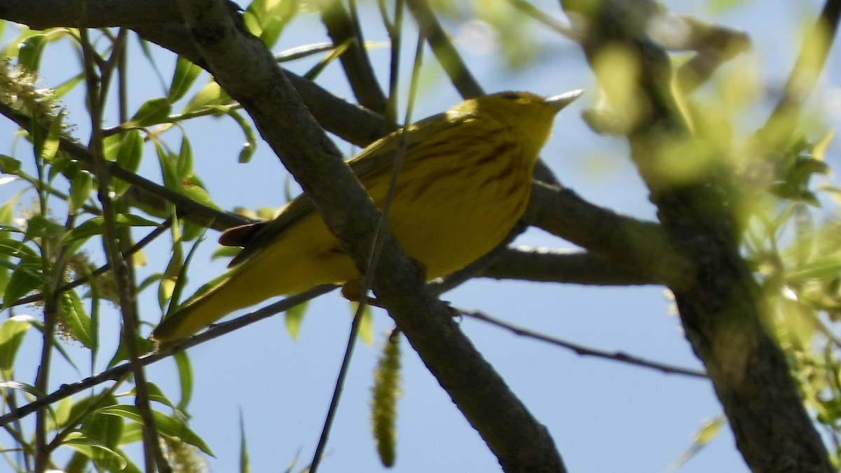 Yellow Warbler - ML618575935
