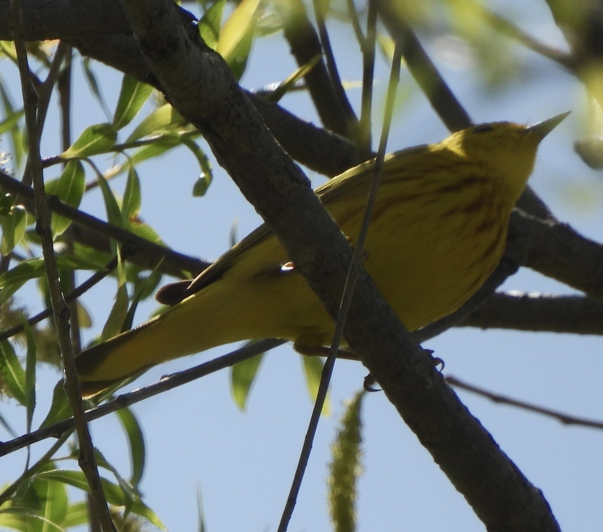 Yellow Warbler - ML618575936