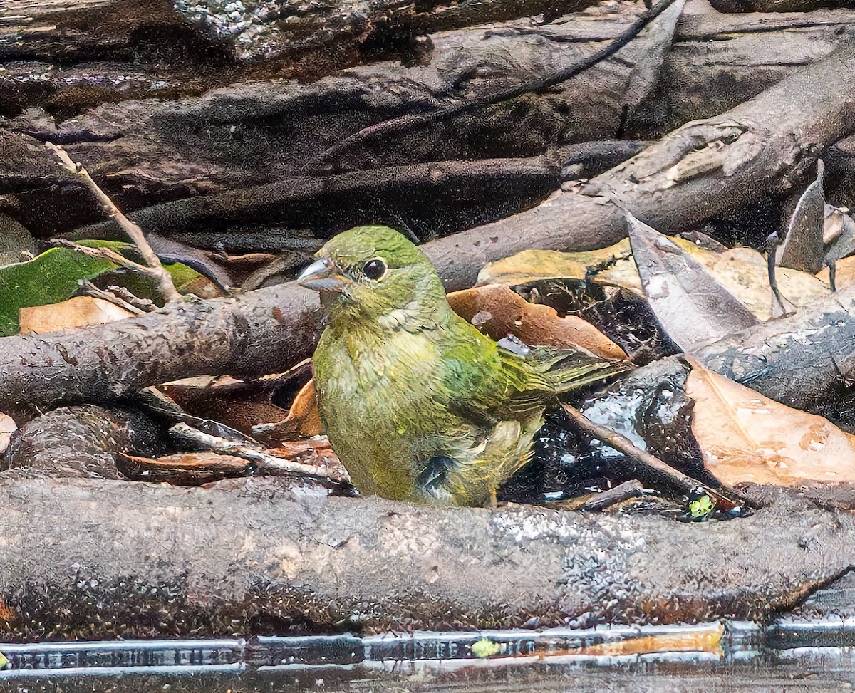 Painted Bunting - ML618575940