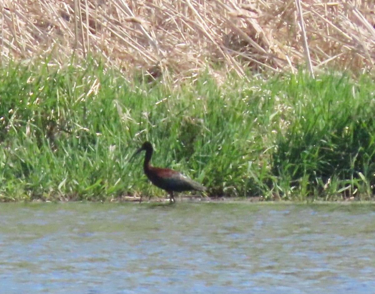 ibis hnědý - ML618575952