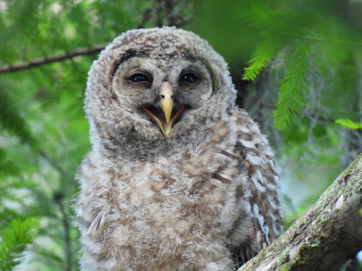 Barred Owl - ML618575963