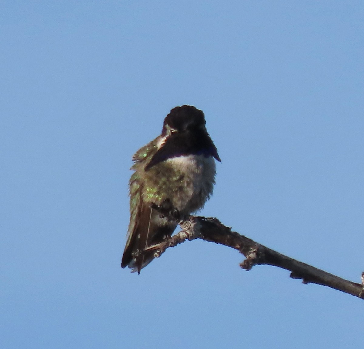 Costa's Hummingbird - ML618575968