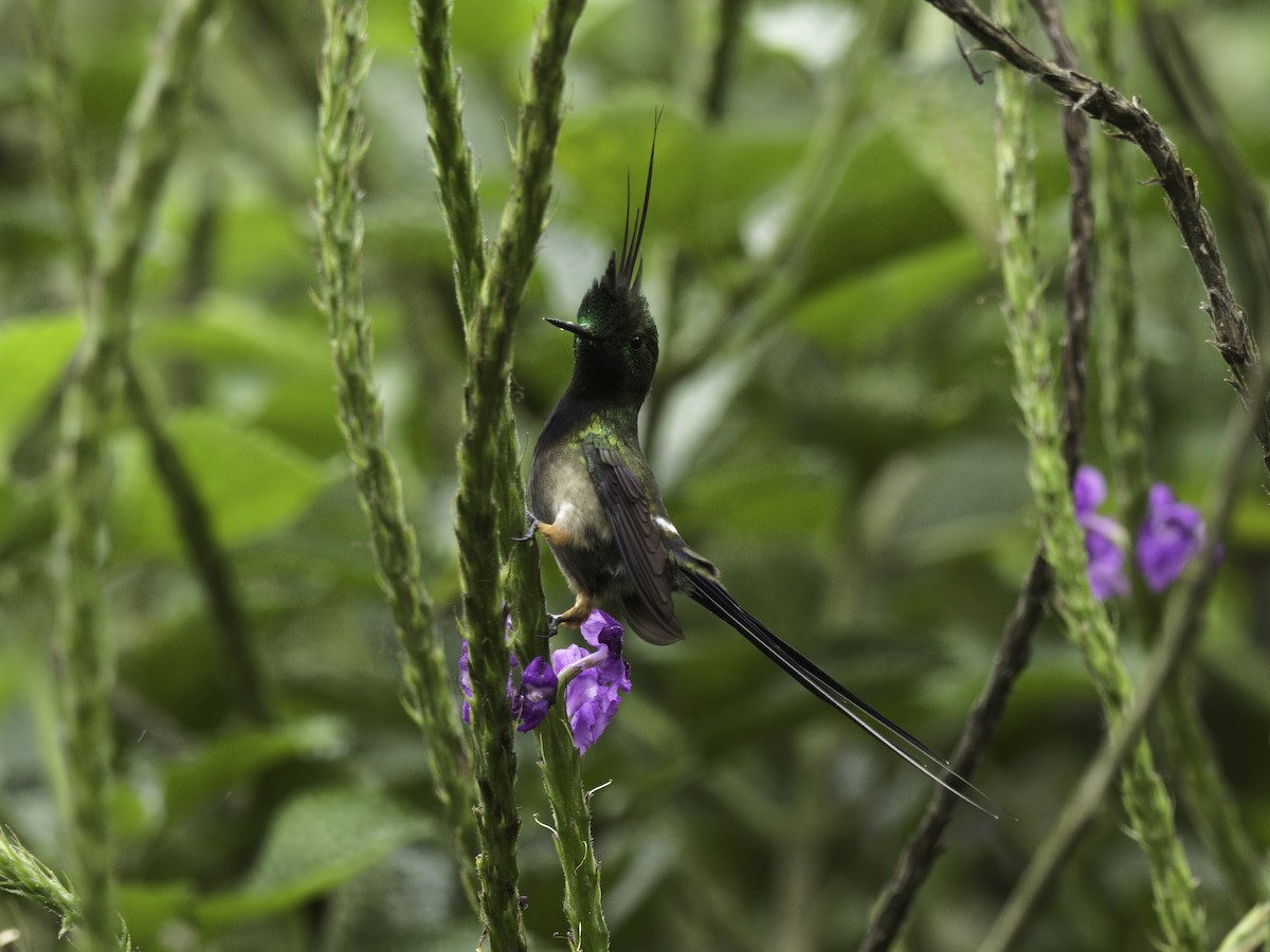 Wire-crested Thorntail - ML618575984