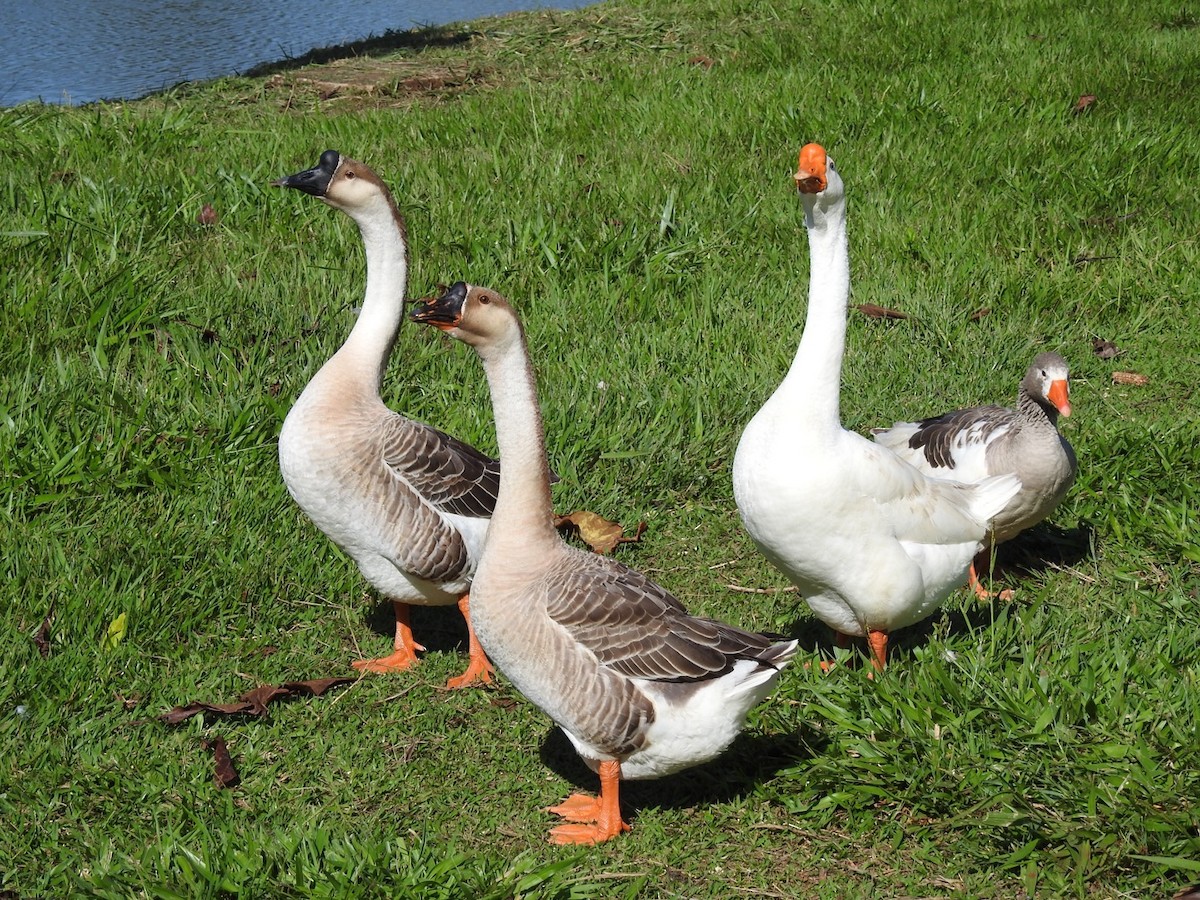 Swan Goose (Domestic type) - ML618576031