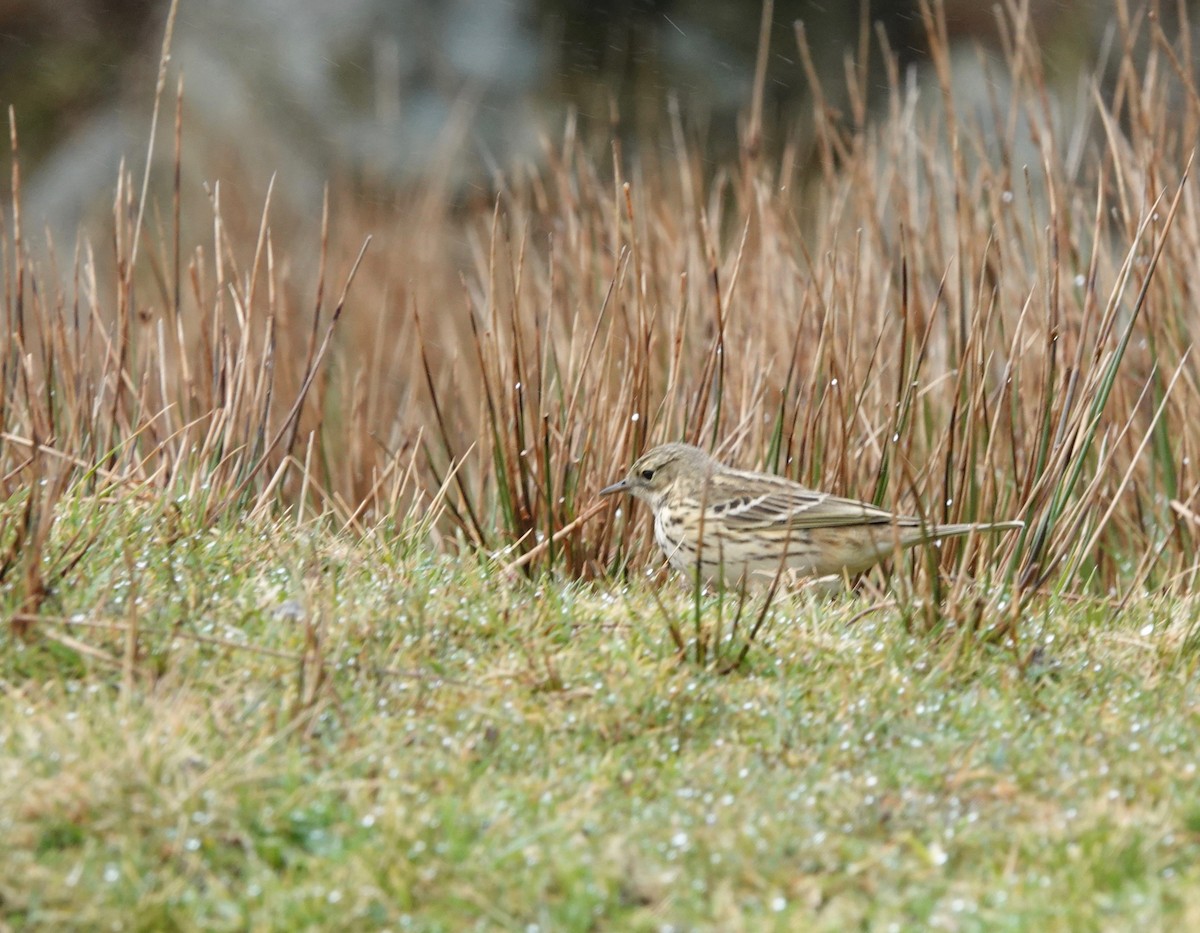 Meadow Pipit - ML618576039