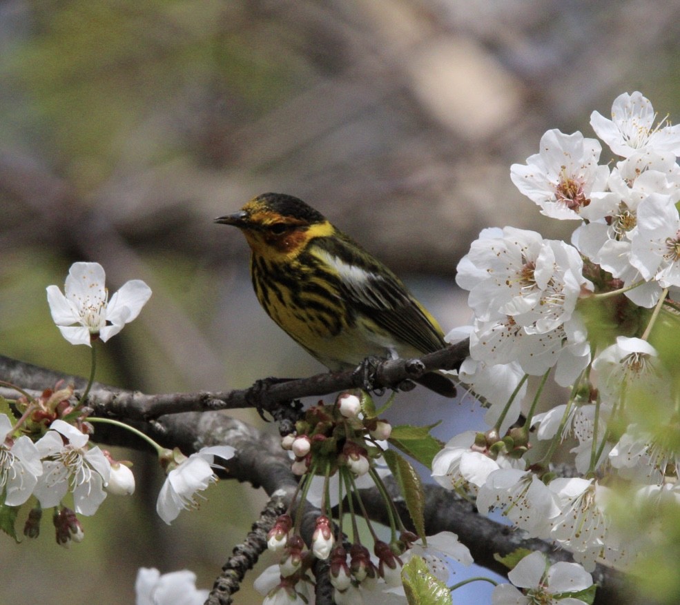 Cape May Warbler - ML618576049