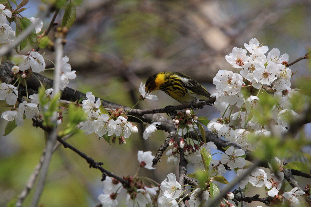 Cape May Warbler - ML618576050
