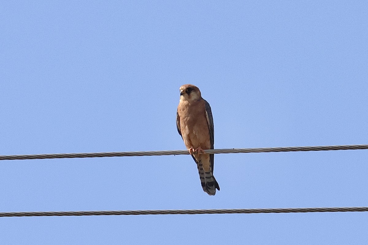 Red-footed Falcon - ML618576051