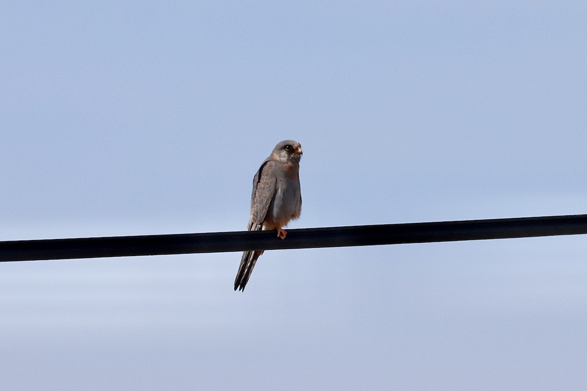 Red-footed Falcon - ML618576052