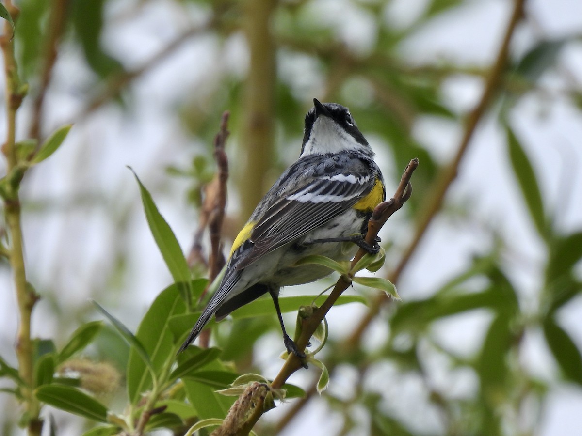 Yellow-rumped Warbler (Myrtle) - ML618576056