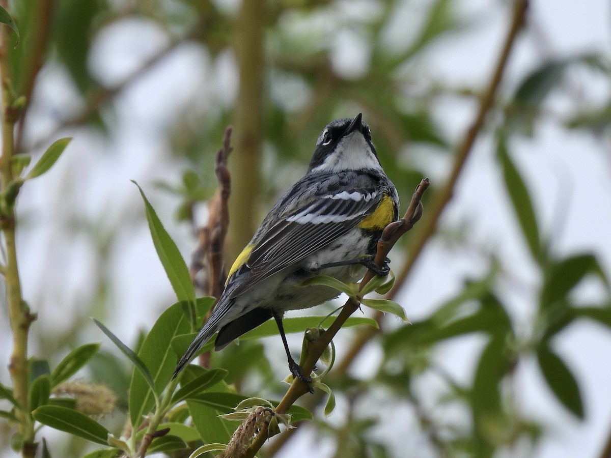 Yellow-rumped Warbler (Myrtle) - ML618576057