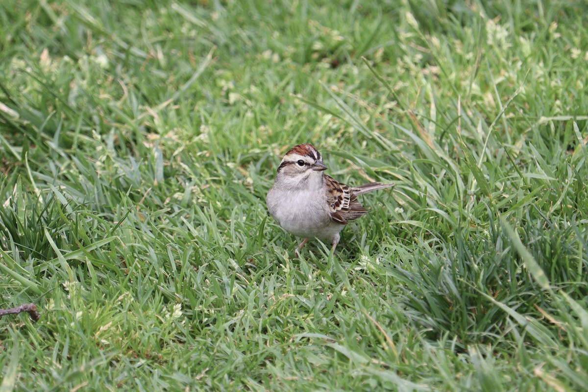 Chipping Sparrow - ML618576059