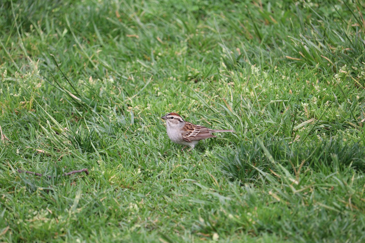 Chipping Sparrow - ML618576060