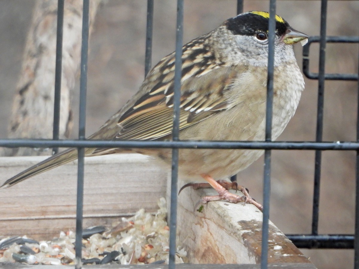 Golden-crowned Sparrow - ML618576062